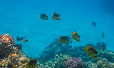 School of Chaetodon fasciatus or Diagonal butterflyfish in the coral reef of the Red Sea. Underwater Coral Reef Scene with Colorful Fish Showcasing the Beauty and Biodiversity of Ocean Ecosystems.