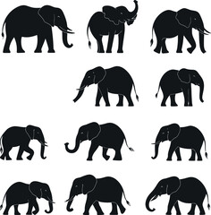 Fototapeta premium Adobe Illustrator Artwork