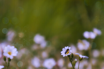 white wildflower Closeup nature green