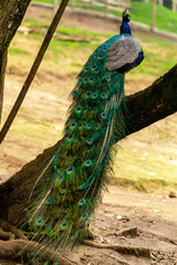 Obraz premium closeup on a peacock on the farm