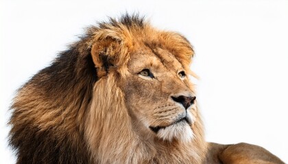 Obraz premium lion watching sky isolated on white background