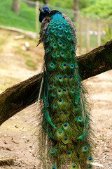 Fototapeta premium closeup on a peacock on the farm