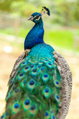 Obraz premium Closeup on a peacock on the farm