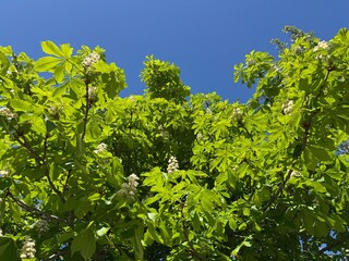 White flowers of the horse chestnut tree. Showy white flowers bloom in spring on the branches of the Aesculus hippocastanum tree. European horsechestnut, buckeye, conker tree. Family Fagaceae.
