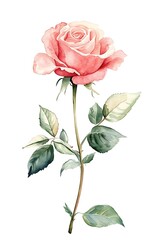 Watercolor painting of a single pink rose on a white background
