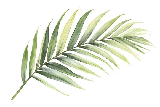 Watercolor painting of a single palm leaf on white background
