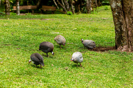 Angola hen walking on the farm lawn
