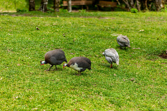 Angola hen walking on the farm lawn