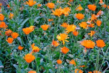 Calendula flower garden. Orange spring flowers. Botanical garden. Floristry. Flower growing.