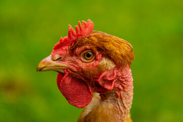 Free range chicken on a traditional poultry farm
