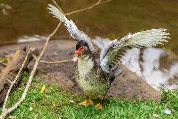 Closeup on a duck on the farm