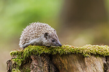 young European hedgehog (Erinaceus europaeus) sniffs the moss © michal
