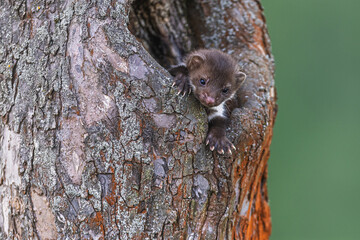 little beech marten (Martes foina) peeks out of the hollow of the tree