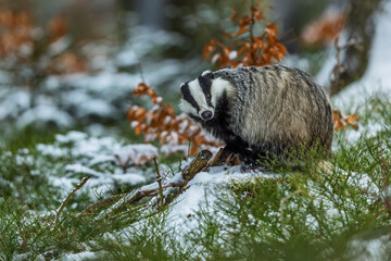 European badger (Meles meles) in winter in the forest © michal