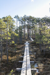 Seli, Estonia: May 04 2025: Typical bog landscape in nature reserve – floating peat moss mat, soft mossy ground, swamp hollow, poor bonsai pines, and bright blue sky with white clouds on a clear day.