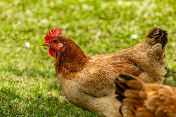 Free range chicken on a traditional poultry farm
