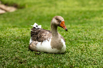 Closeup on goose lying on the lawn on sunny day