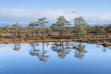 Seli, Estonia - May 04 2025: Symmetrical Mire Hollow in Seli Raised Bog. Reflections of Bonsai Pines, Blue Sky, and Clouds on Still Water on a Bright Spring Day in Protected Wetland Landscape