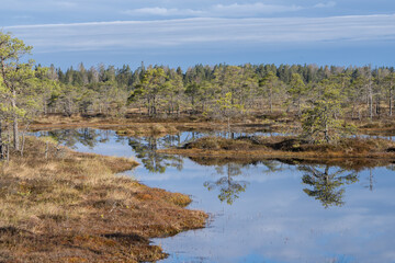 Seli, Estonia - May 04 2025: Symmetrical Mire Hollow in Seli Raised Bog. Reflections of Bonsai Pines, Blue Sky, and Clouds on Still Water on a Bright Spring Day in Protected Wetland Landscape