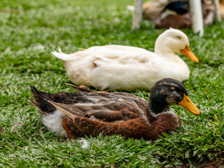 Closeup on a duck on the farm