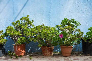 Potted Plants Against Blue Wall in Spain