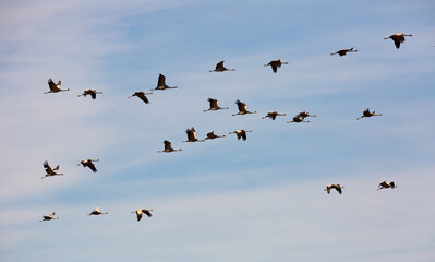 Large flock of cranes flying in blue spring sky. Bird migration time..