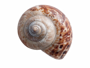 Spiral Seashell Cut-Out