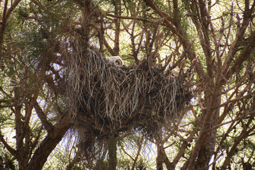 Two baby great horned owls (Bubo virginianus) peeking over the ledge of a large nest in a slash...