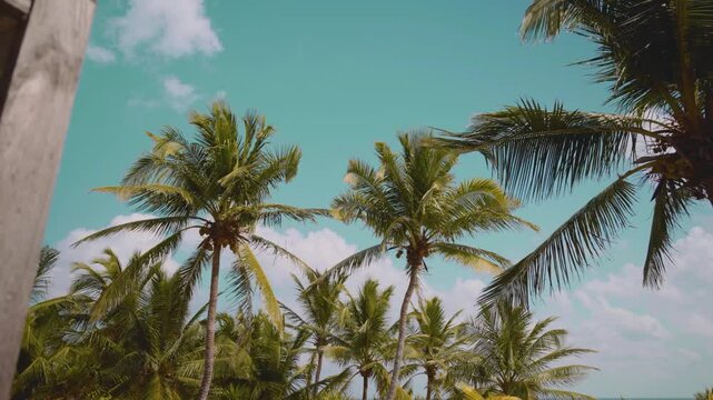 Slow motion shot of palm trees swaying gently in the wind, viewed from the balcony of a luxury hotel overlooking a tropical paradise