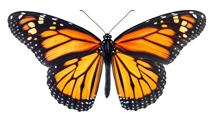 A detailed close-up of a vibrant monarch butterfly with orange and black wings, isolated on white background