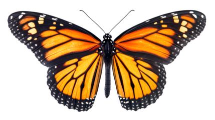 A detailed close-up of a vibrant monarch butterfly with orange and black wings, isolated on white background