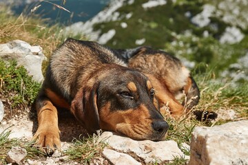 Stray dog lying on the rocks on a mountain