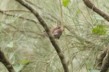 En un matorral un inquieto Chochín común (Troglodytes troglodites)