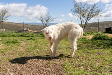 White hunting dog standing in kennel on sunny day