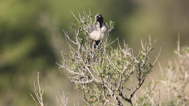 Short 4k video of a Black Throated Sparrow singing in early morning spring sunshine from the top of an Antelope Bitterbrush bush in the desert of Southern Utah, USA. 