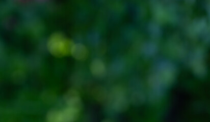 Dreamy green zen bokeh background of various soft color greens for any creative project. Create a lovely ethereal, serene and tranquil backdrop from nature's  colors.