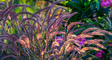 Purple fountain grass horizontal banner beckoning one into a mesmerizing gardenscape! burgundy-purple foliage and graceful, arching plumes. Its slender, blade-like leaves sway in in the breeze.