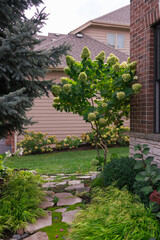 A spectacular limelight hydrangea bush in full bloom graces the corner of this brick Georgian, lending a romantic feel to the corner of the house.	