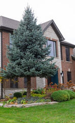 A beautifully limbed up Blue Spruce in front of a gorgeous perfectly symmetrical Georgian brick house with dark windows and an arched limestone entryway with classic window keystones caps.