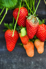 Strawberry fruit with white spot fungus. Gardening, horticulture and organic agriculture concept, Rotten strawberries, mould strawberry, rotten fruit background, moldy strawberries in garden, close-up