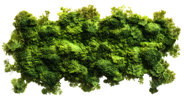 Green moss covered wall surface isolated on transparent png background.