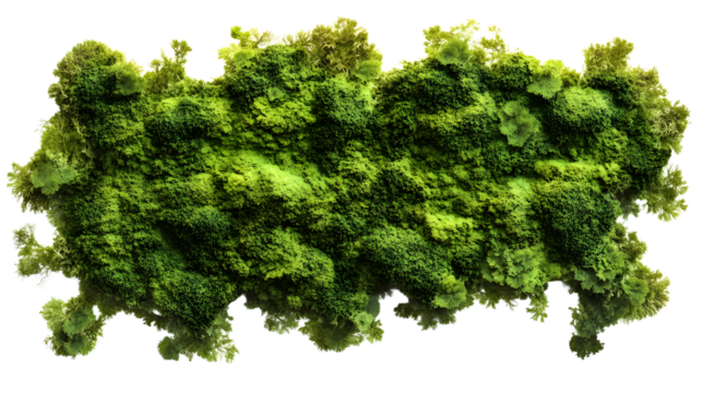 Green moss covered wall surface isolated on transparent png background.