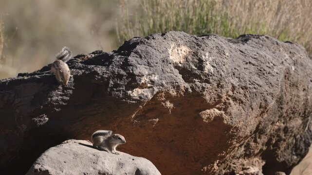 4k video of baby Antelope Squirrels running around and interacting with each other on a sunny spring morning near their den at a large basalt boulder in the desert of Southern Utah, USA. 