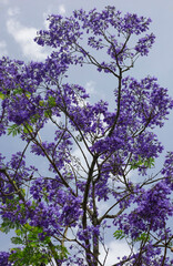 Jacaranda mimosifolia