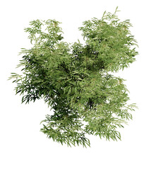 Bamboo Tree top view, plan, landscape, without background, transparent background