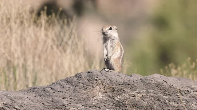 A baby Antelope Squirrel sits up on top of a basalt boulder soaking in some morning sunshine before turning and darting down off the rock on a spring day in the desert of Southern Utah USA.