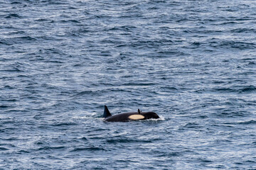 Fototapeta premium Close-up of a killer whale, Orcinus orca, swimming in the waters of the Antarctic peninsula, near Anvers Island.