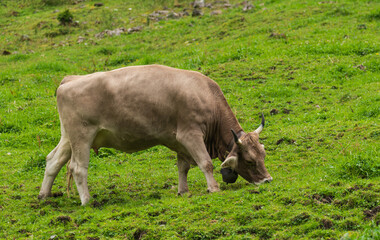 Grazing cow in lush green pasture during early morning hours in a tranquil rural setting