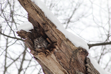 Screech Owl hiding from the cold in winter