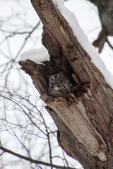 Screech Owl hiding from the cold in winter